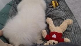 娱乐吃瓜酱狗窝