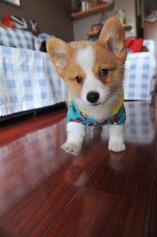 娱乐吃瓜酱狗窝